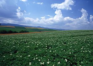 宇都宮市で信頼の葬儀を提供する【さがみ典礼 中戸祭】の詳細と特徴紹介